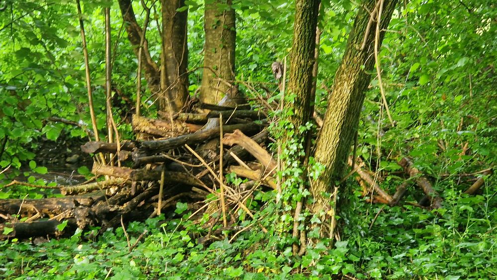 bois de chauffage peuplier ormeau fr&ecirc;ne Jardin
