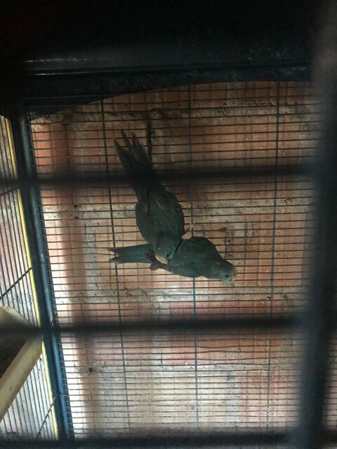 kakariki et perruches 45 67440 Marmoutier