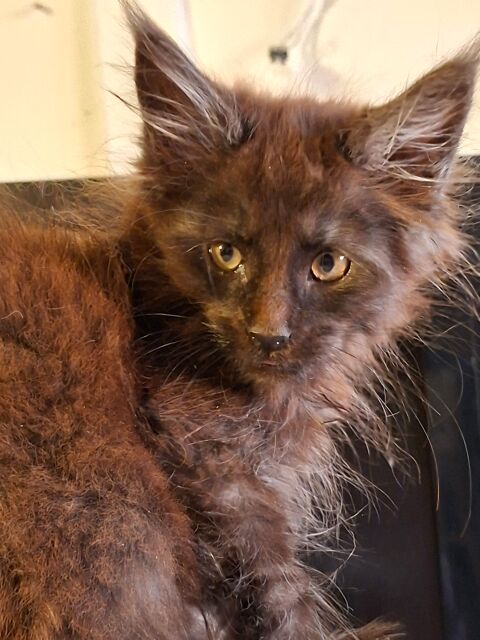 chaton maine coon  1300 76190 Blacqueville