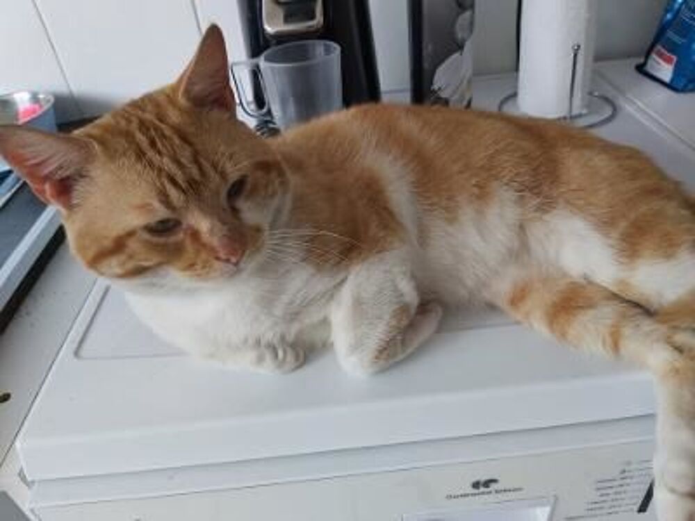   Moumoune, un gentil minet !!! 