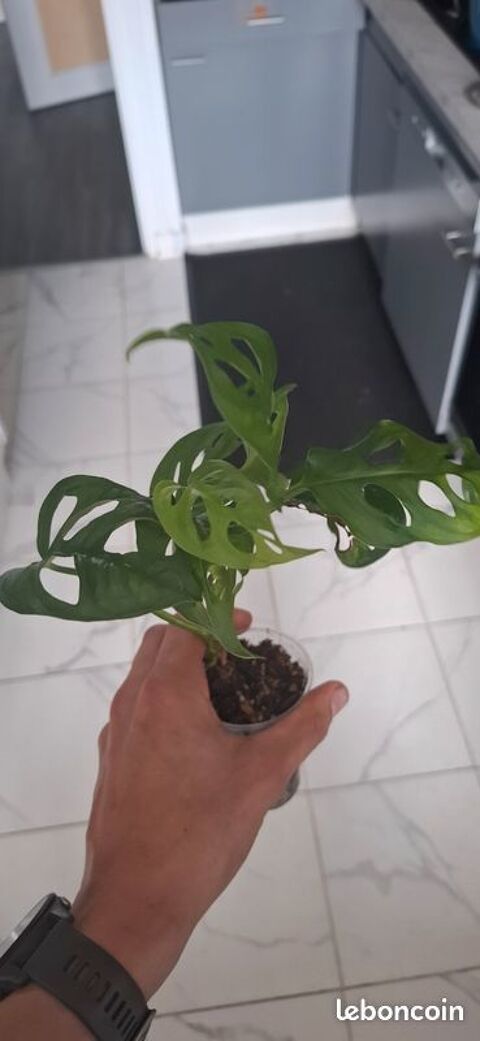 Monstera adansonii bouture 25 Clermont-Ferrand (63)