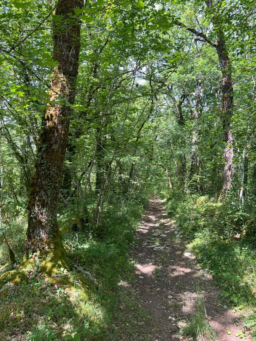Vente Terrain forets Chapdeuil