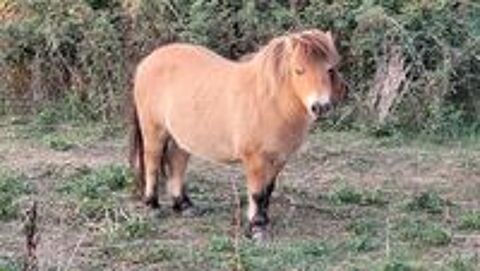   ponette shetland 80 cm 
