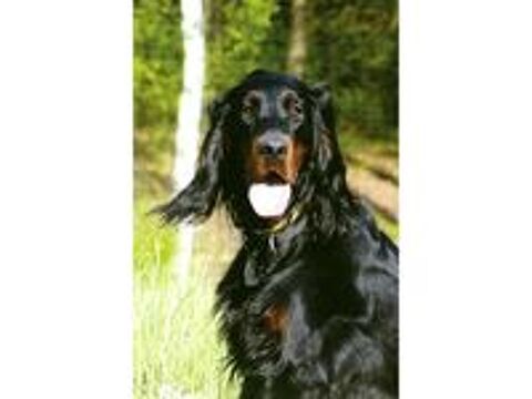   chiots setter gordon 