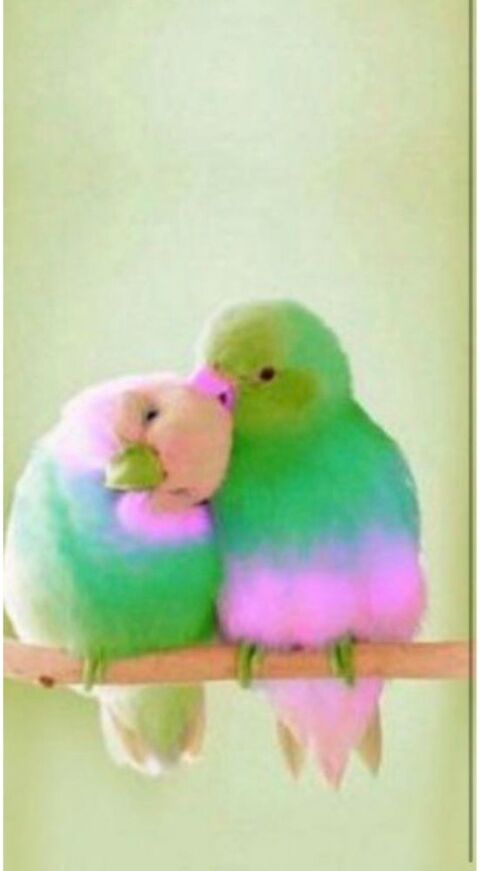 r�cup�re les animaux 0 Azereix (65)