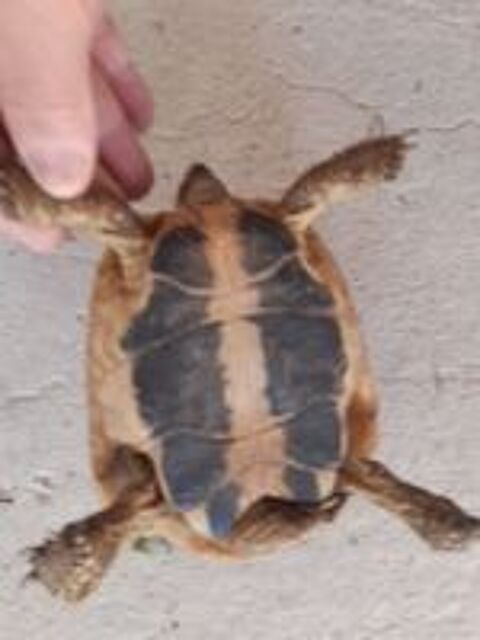   tortue de terres male et femelles 