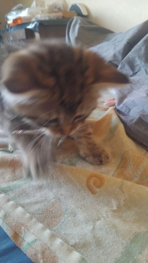 Donne chatons 0 03140 Chantelle
