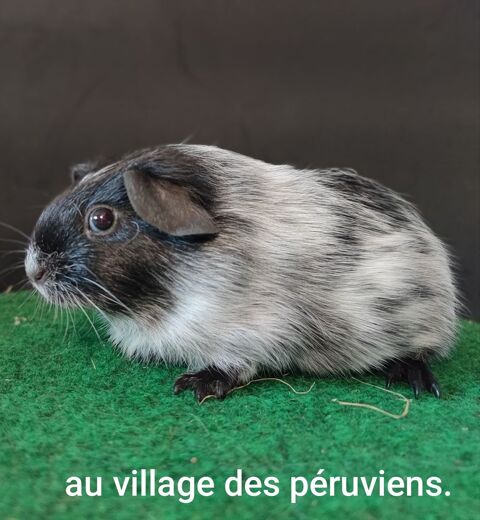  cochon d'Inde, cobayes femelles 35 17000 La rochelle
