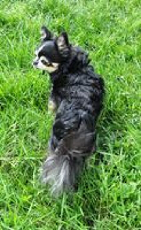   Propose saillie Chihuahua-lion 
