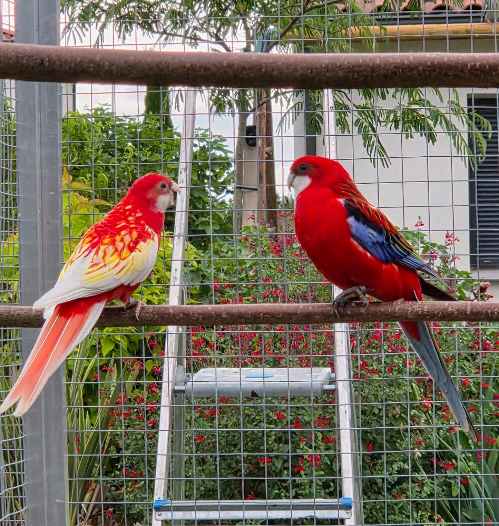   Perruche omnicolore opaline 