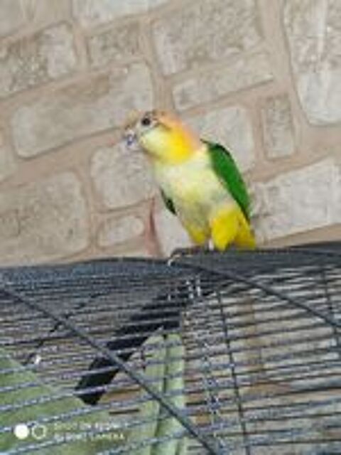   Perruche caique  