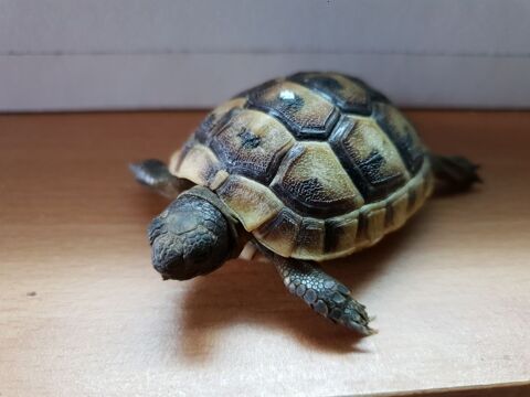 Tortue de terre 100 41000 Villebarou