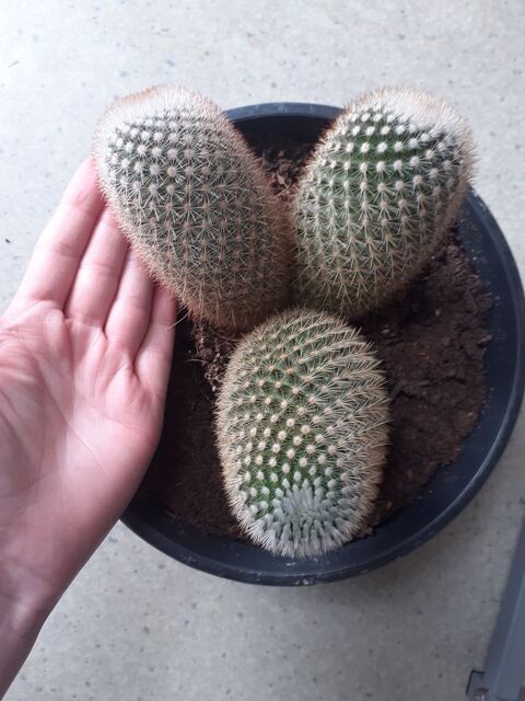 Gros cactus  10 Laon (02)