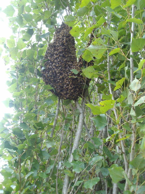 Essaim d'abeilles 0 17780 Saint-nazaire-sur-charente