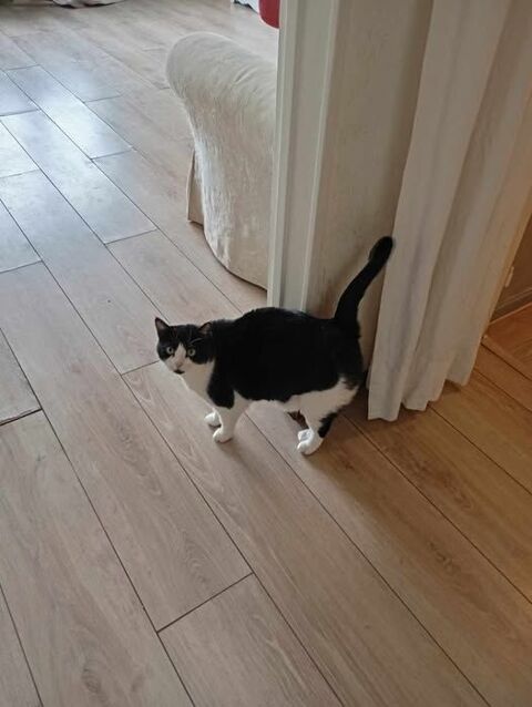 Chat FELICIE à l adoption 150 26130 Saint-paul-trois-chteaux
