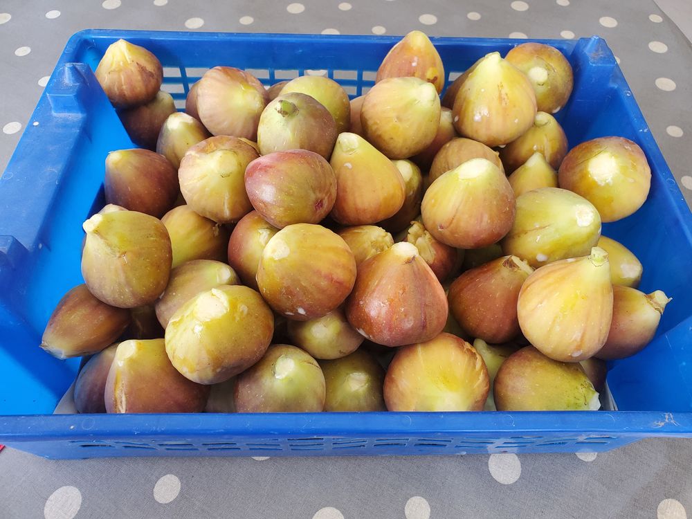 FIGUES Jardin