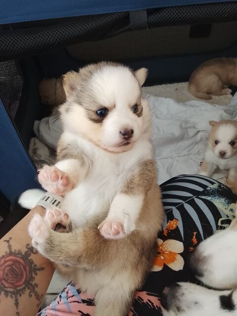 Pomsky F4  1300 39200 Saint-claude