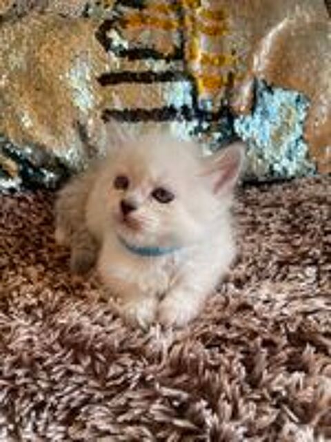   Chaton sacré Birmanie  