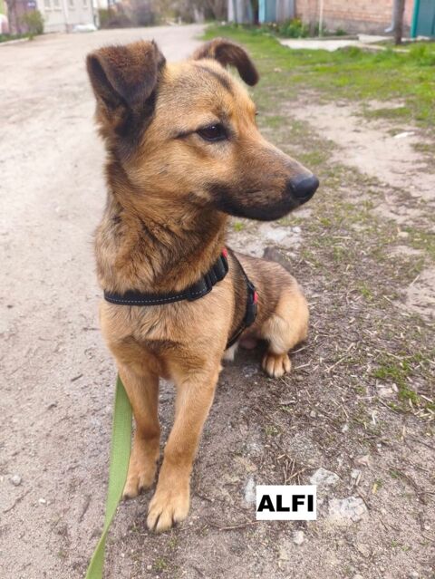ALFI SE TROUVE DANS UN REFUGE EN UKRAINE 0 75018 Paris
