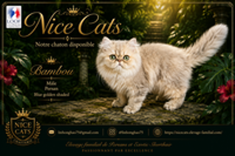   CHATON MALE EXOTIC SHORTHAIR DISPONIBLE TOUT SUITE 