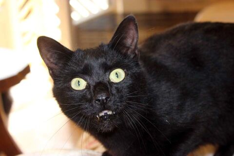 EROS, magnifique chat noir à adopter via l'association UMA 200 44100 Nantes