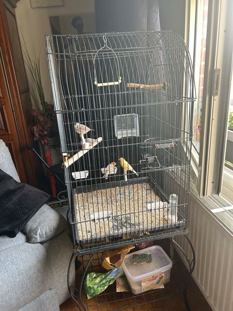 Cage pour oiseaux ou Perroquet avec couple deCanari et mandarin Cambrai (59)