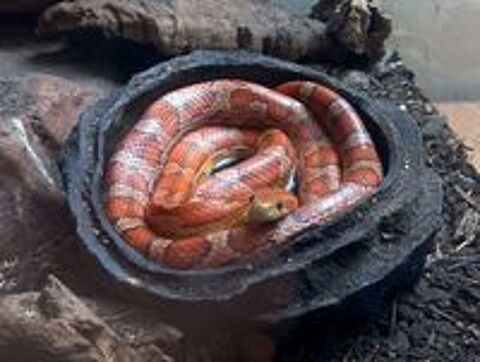   Pantherophis guttatus - Serpent/Couleuvre des blés. 
