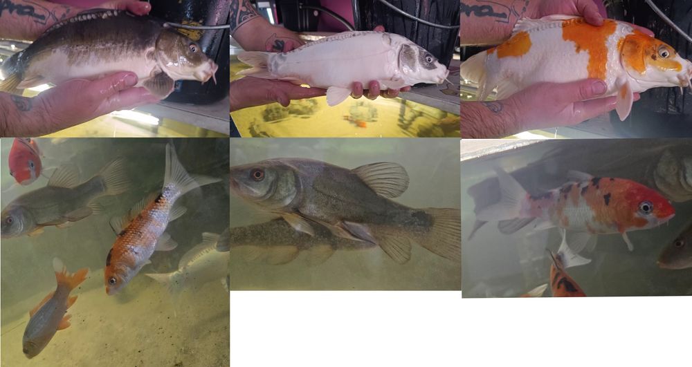   6 carpes koi + 3 tanches 