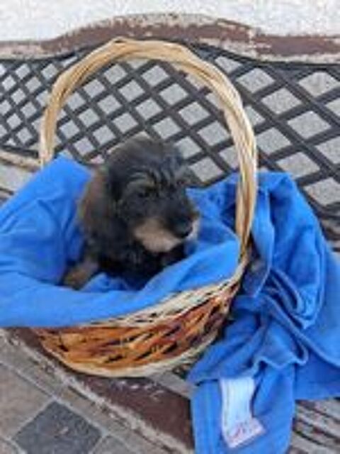   CHIOTS TECKEL A POIL DUR STANDARD LOF COULEUR SANGLIER 