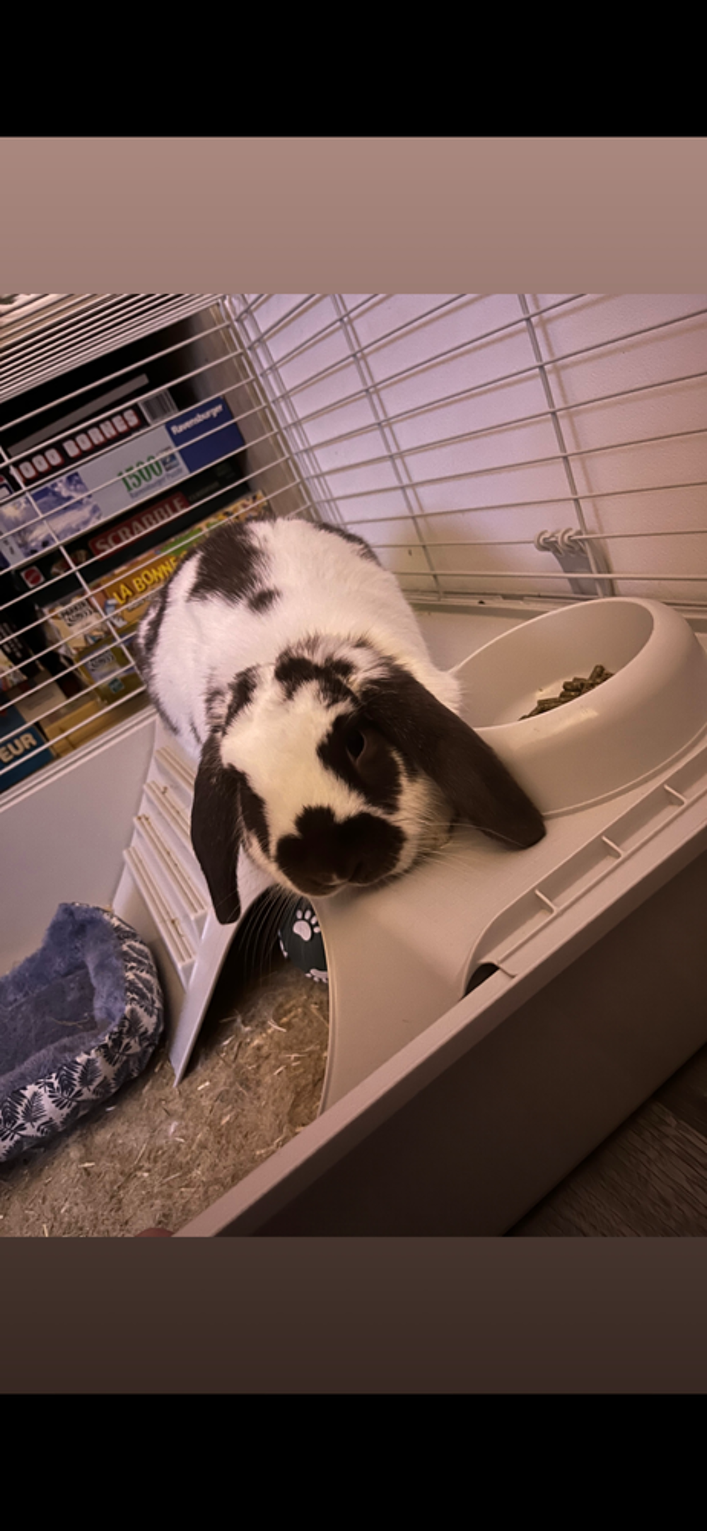   Lapin bélier  