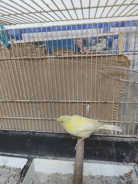 Canaris femelle 20 72270 Bousse