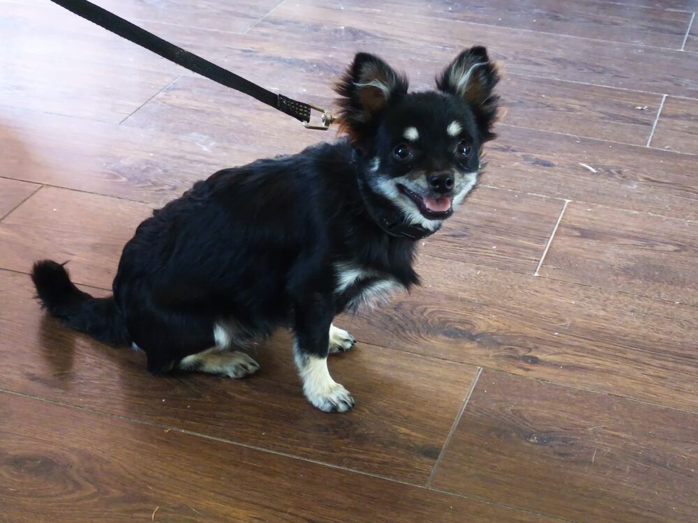   Chiot Chihuahua 