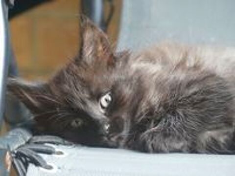   Chatons Norvgien 