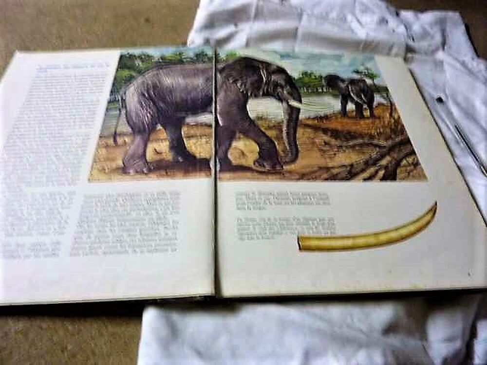 Livre Broch&eacute; 
Les animaux dans la nature Livres et BD