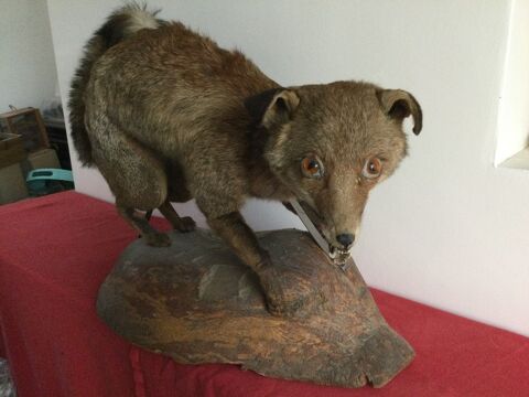 Renard 55 S�te (34)