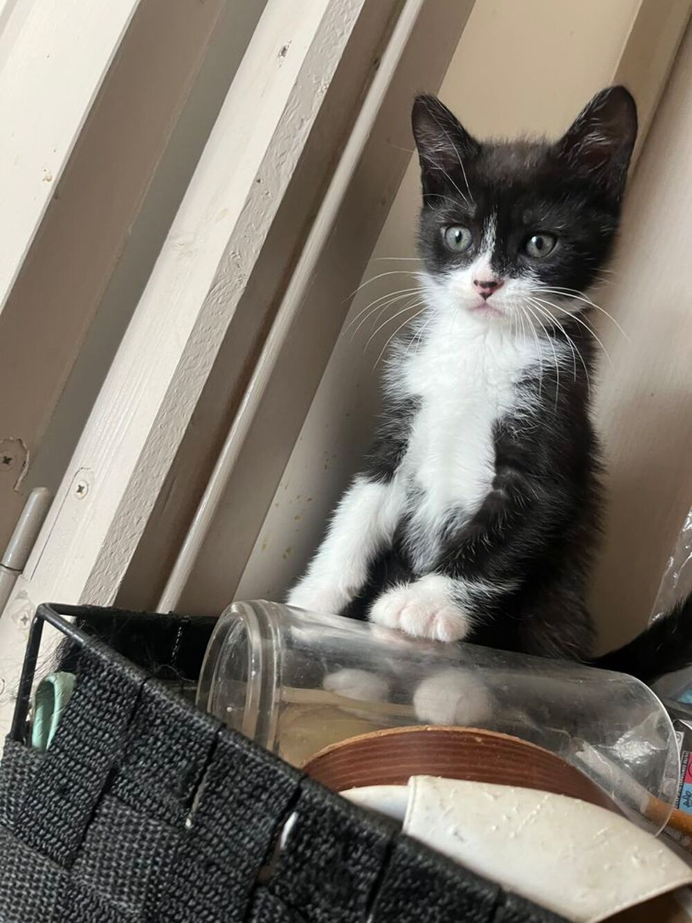   Donne chatons contre bon soins ? 