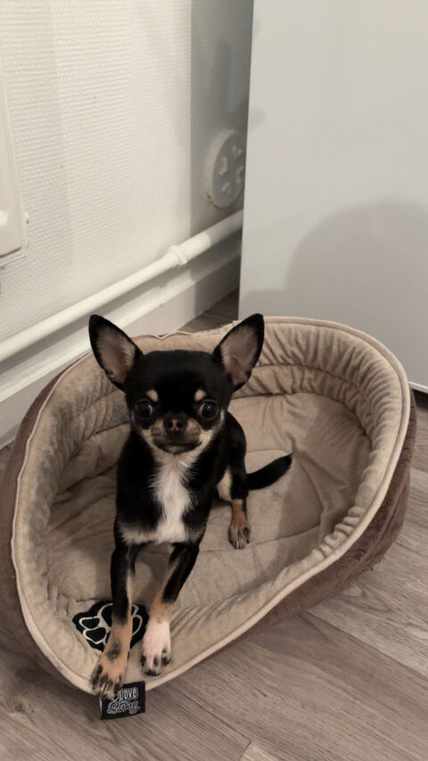 Chiot chihuahua nain 1000 49460 Montreuil-juign