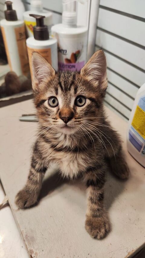 Chatons Maine Coon crois&eacute;s  0 13008 Marseille