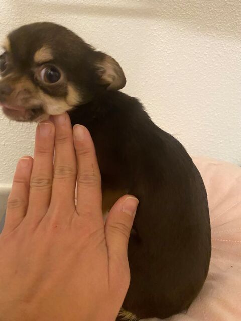 Chihuahua femelle 11 mois tres petite 0 26120 Mont�lier