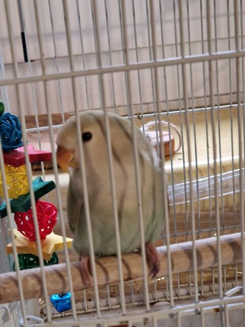 Inséparables roseicolis 0 06330 Roquefort-les-pins