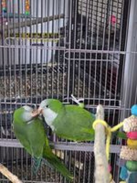   Très Beau Couple de Conure Souris Reproducteur EAM 2025  