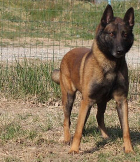 Fuego 230 26700 Pierrelatte