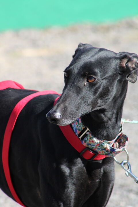 INDIA🩷 Une Beaut&eacute; &eacute;b&egrave;ne, 22 kg d'&eacute;l&eacute;gance et de tendresse 315 24140 Douville