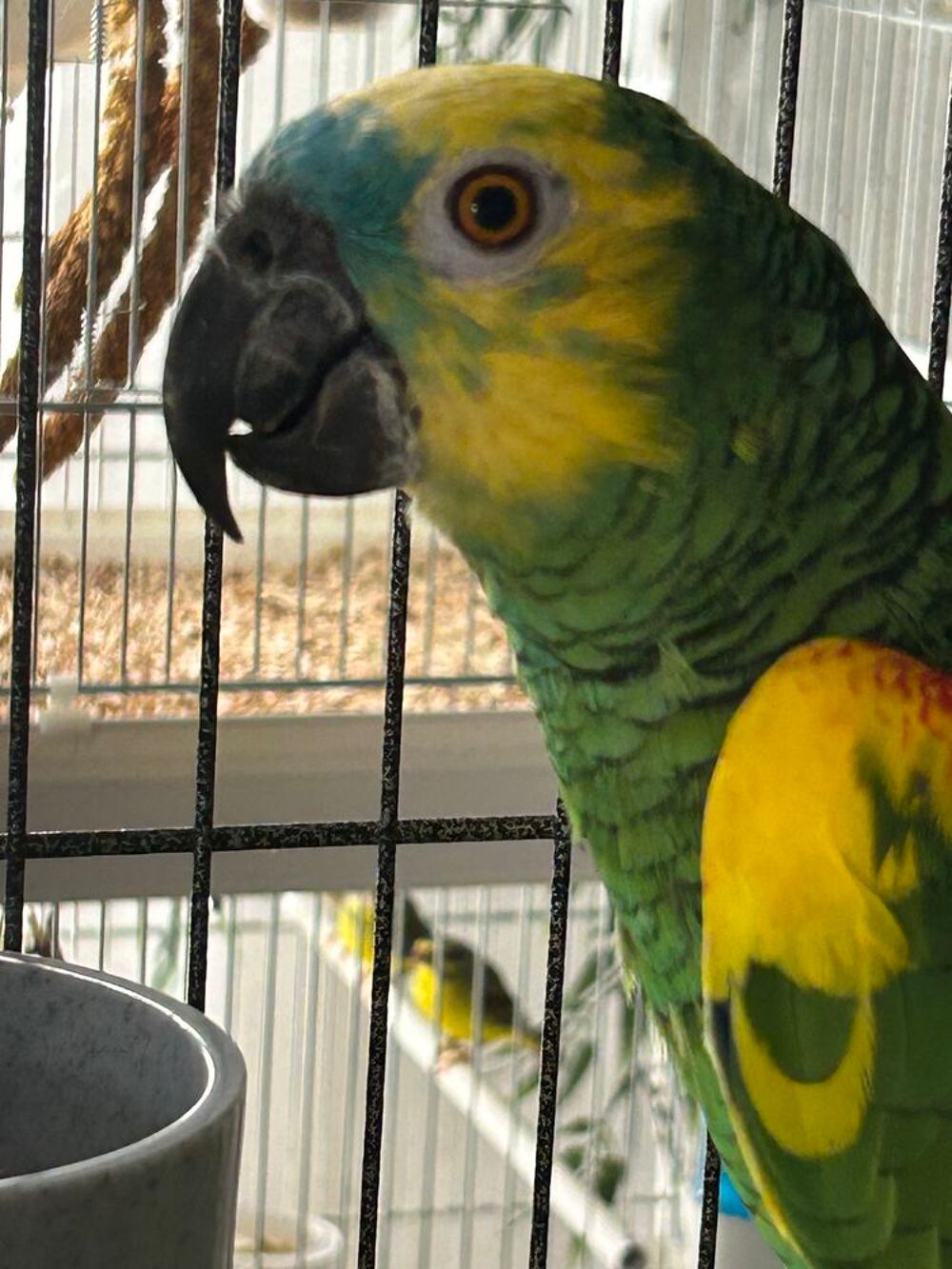  Perroquet amazone  