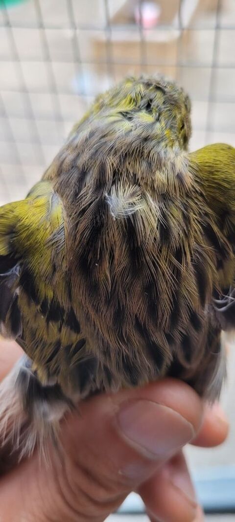 timbrado 55 Marseillan (34)