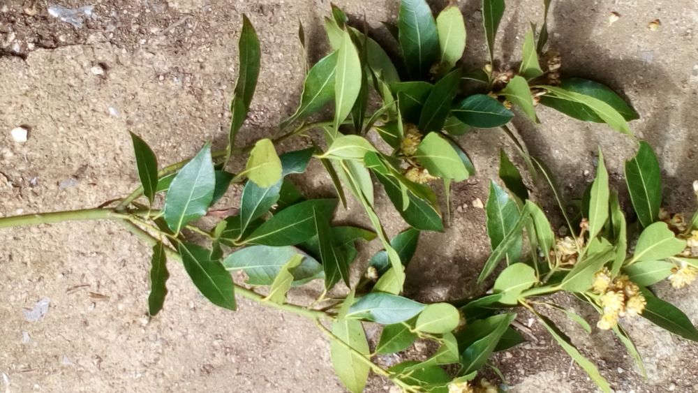 Branche de laurier sauce Jardin