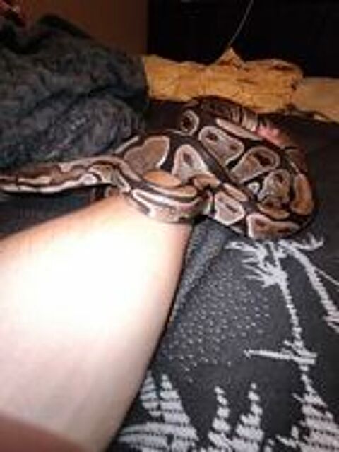  Donne deux python royal un mal et une femelle  