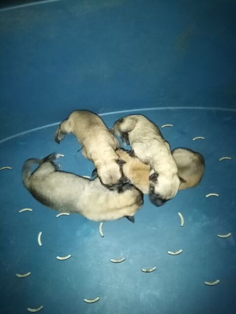 Chiots malinois, &agrave; r&eacute;server 550 40330 Amou
