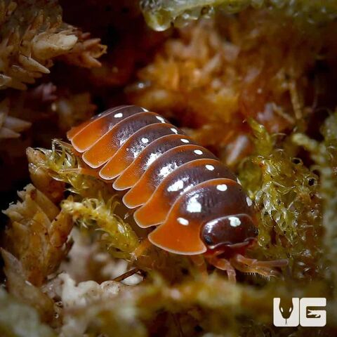 Armadillidium klugii montenegro 6 18570 Trouy