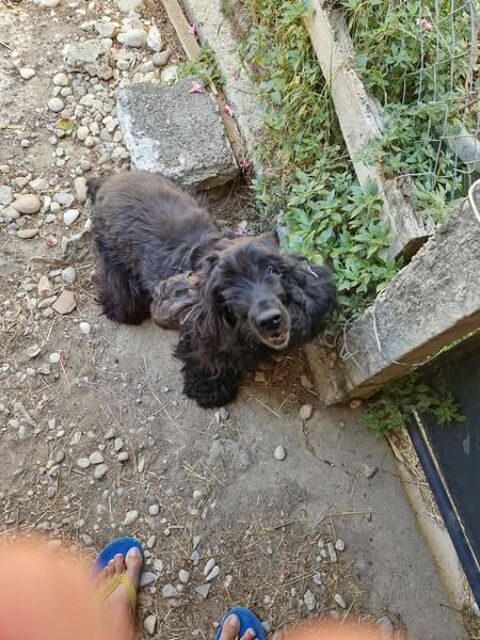 Chien NOISETTE à l adoption 80 07340 Peaugres
